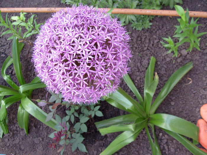 Allium Globemaster; ceapa ornamentala cu glob gigant
