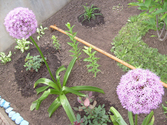 Allium Globemaster; 130 cm inaltime
