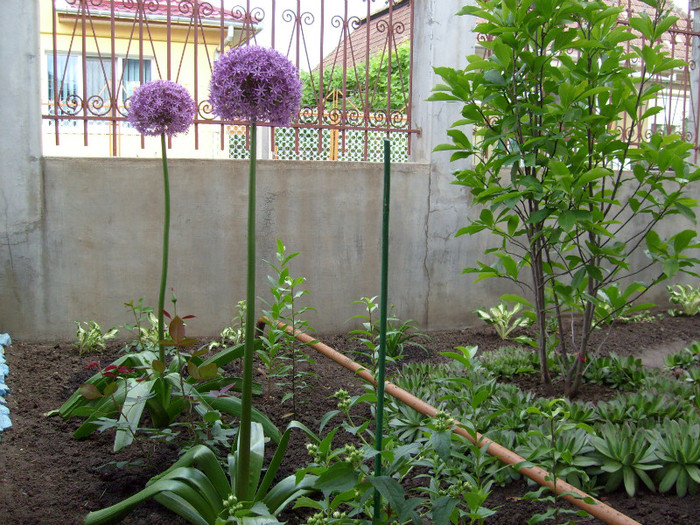 Allium Globemaster; foarte aspectuoasa in gradina, floarea sta deschisa peste o luna.
