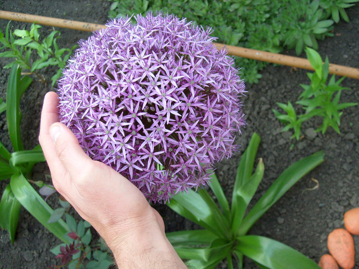 Allium Globemaster; glob florar gigant, cat o minge de fotbal.
