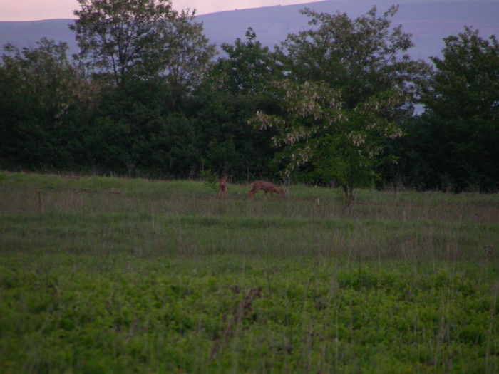 DSCN4964 - POZE DIN NATURA