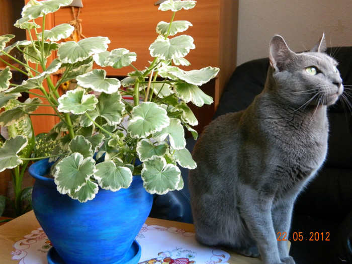 DSCN0375 - Muscate 2012