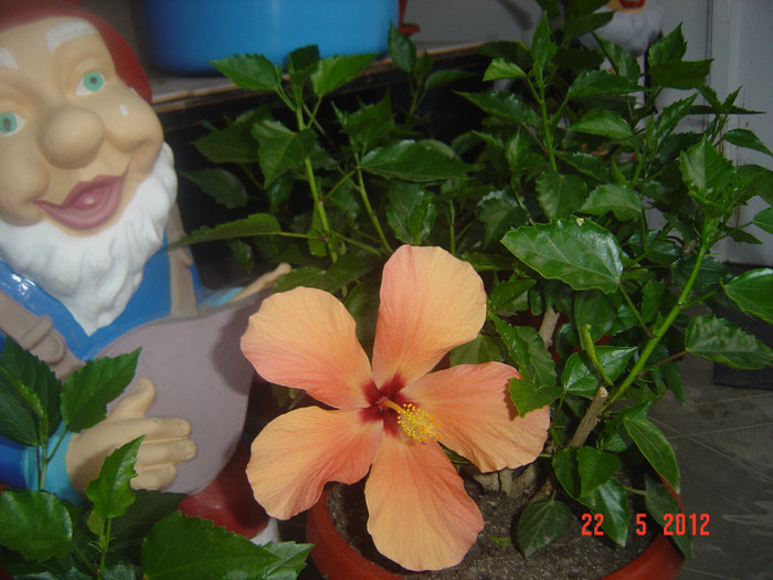 poze 657 - 09-2012-HIBISCUS