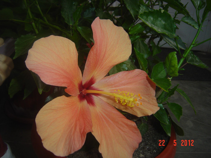 poze 658 - 09-2012-HIBISCUS