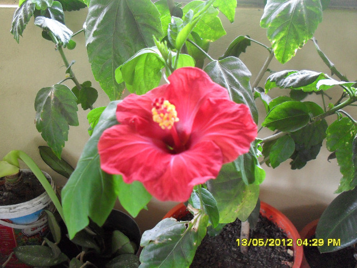 Hibiscus - 6_Plantele mele_2012