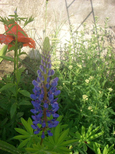 Lupin