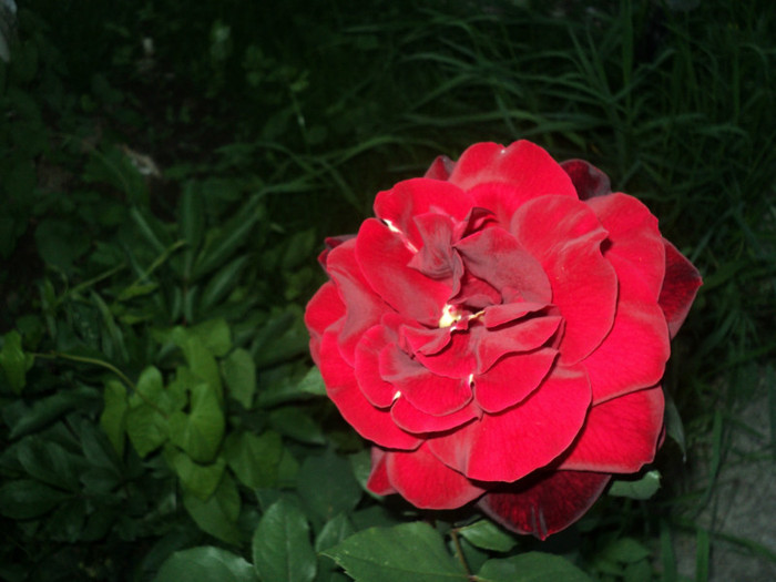 DSC04923