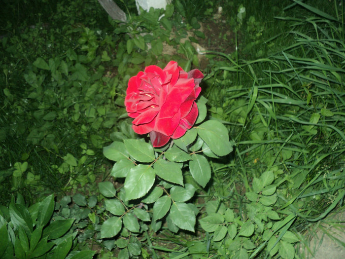 DSC04924