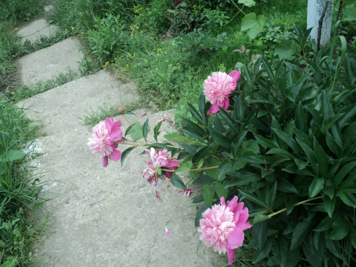 DSC04927