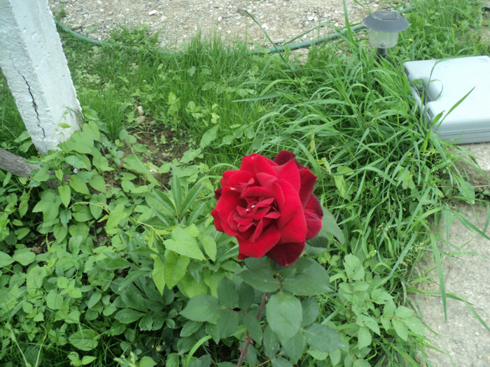 DSC04929 - GRADINA CASEI MELE