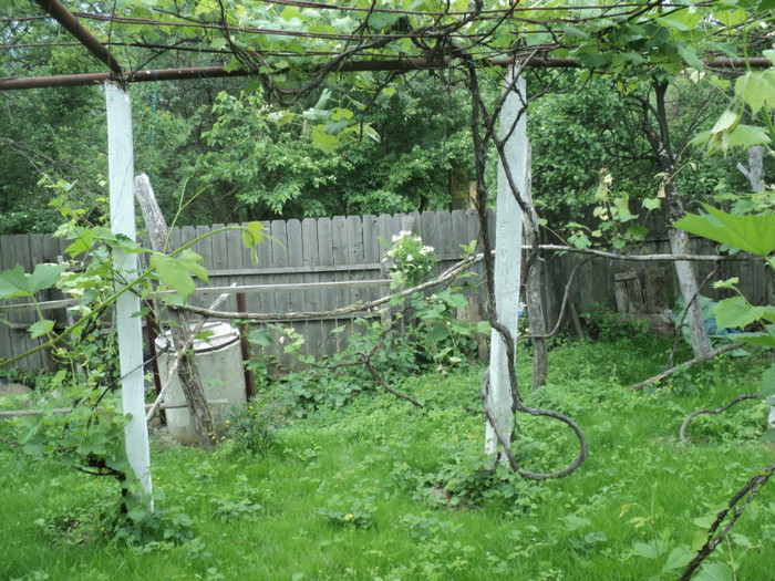 DSC04934 - GRADINA CASEI MELE