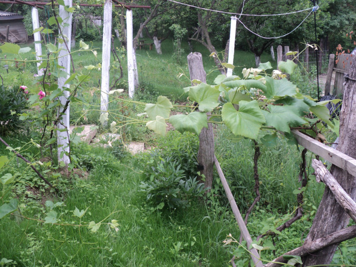 DSC04936