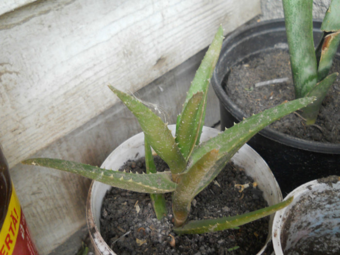 aloe