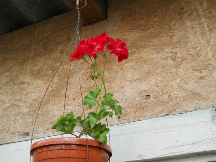 muscata curgatoare rosie