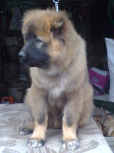 14032009427 - Fetita