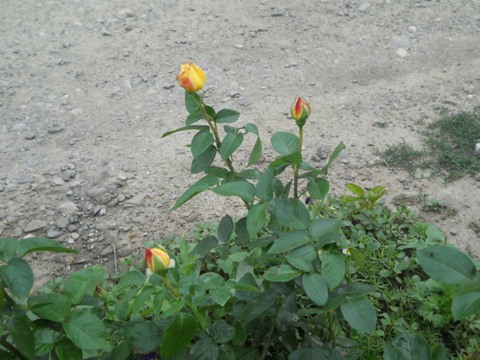 trandafirii - Florii de gradina 2012