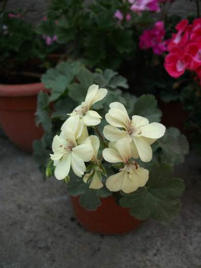 muscata galbena - 2012   flori