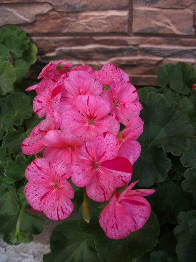 mai 081 - 2012   flori