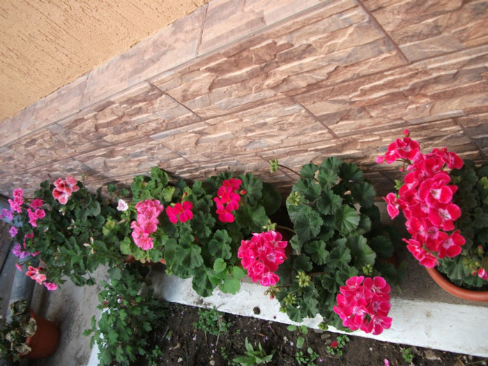 mai 083 - 2012   flori