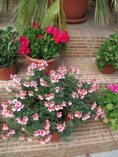 mai 086 - 2012   flori