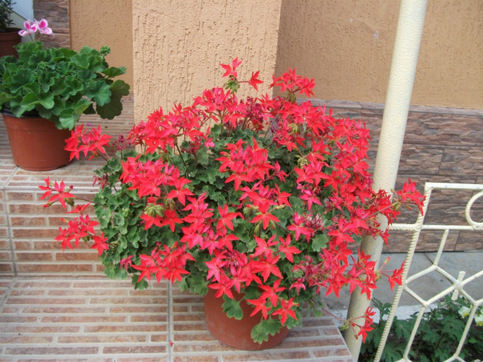 mai 089 - 2012   flori