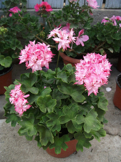 mai 107 - 2012   flori