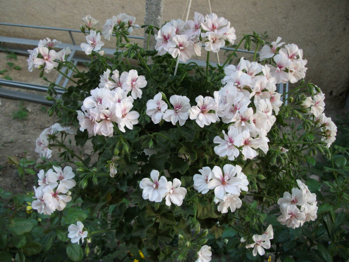 mai 159