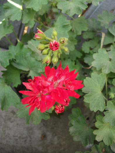 mai 182 - 2012   flori