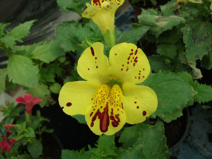 mimulus