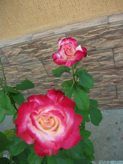 mai 226 - 2012   flori