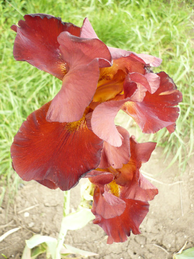 2125 - irisi 2012