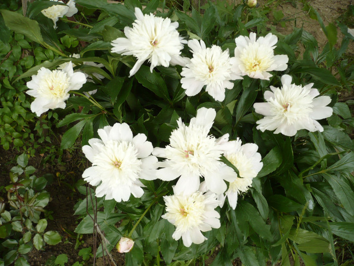 2140 - mai-iunie