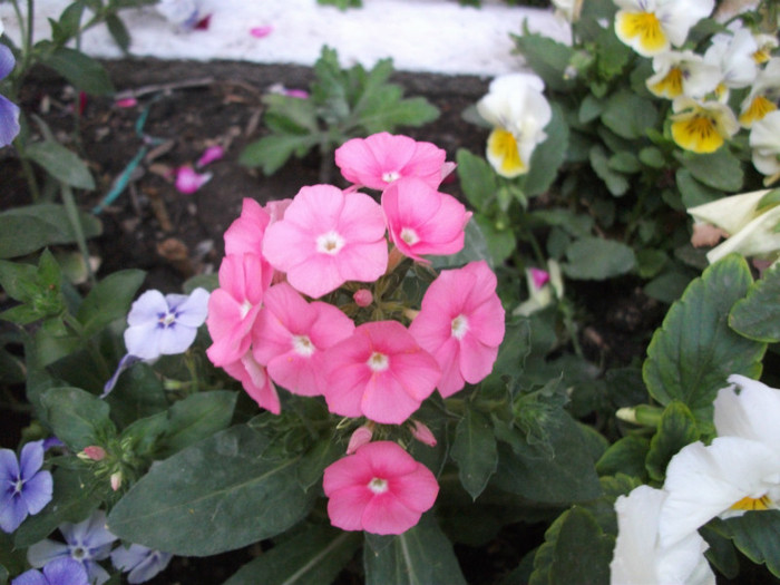 phlox - 2012   flori