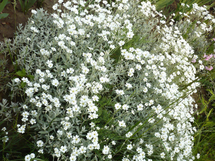 2201 - mai-iunie