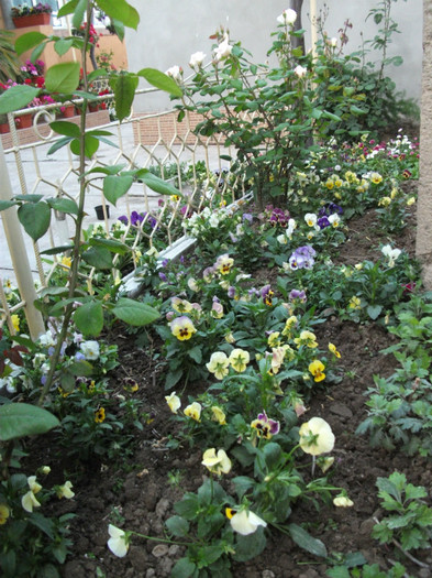 mai 263 - 2012   flori