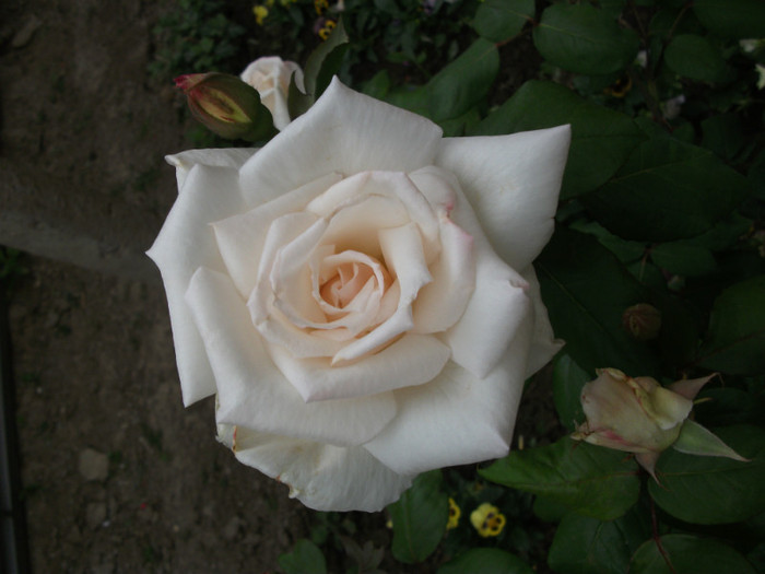 mai 266 - 2012   flori