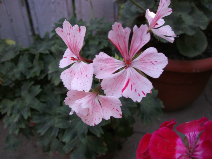 mai 294