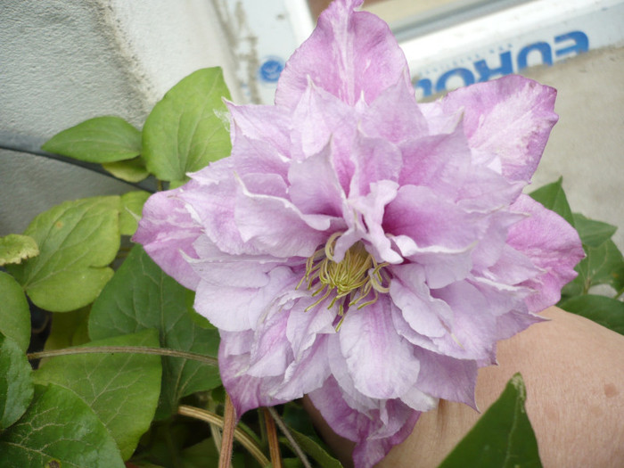 2138 - clematis