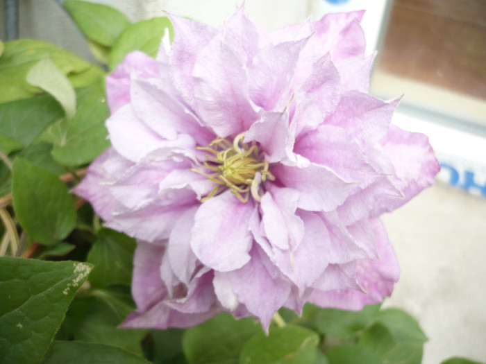 2139 - clematis