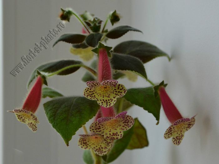 NEW - Kohleria Goliat; 2012
