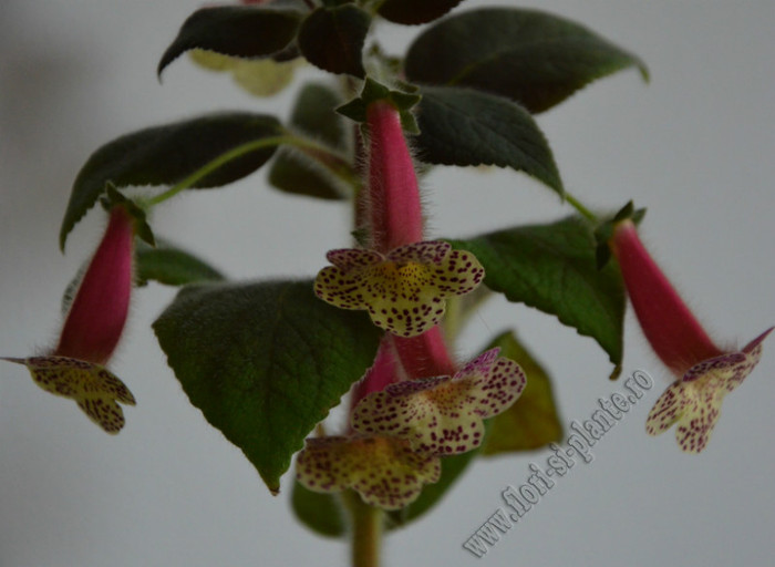 NEW - Kohleria Goliat; 2012
