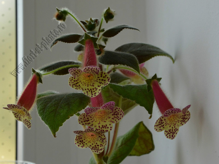 NEW - Kohleria Goliat; 2012

