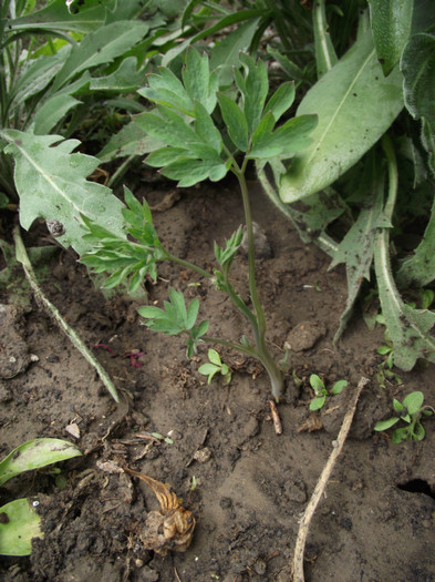 cerceii doamnei? (a rasarit)