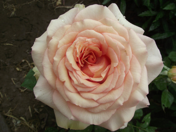 DSCF7226 - crini si trandafiri