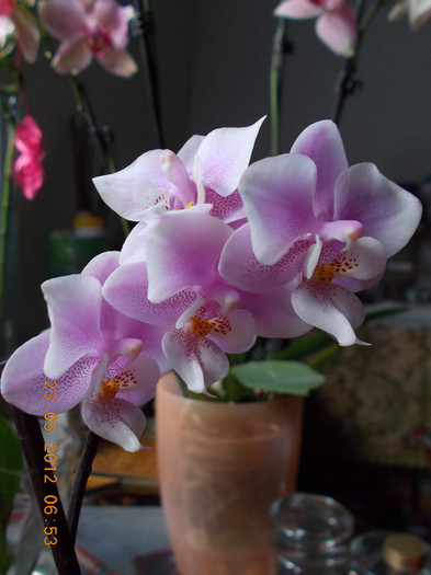 DSCN3162 mini ff parfumata cu frunze variegate - Orhidee 2012