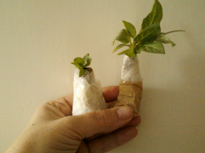 datura mov dubla si marul lui adam - primite