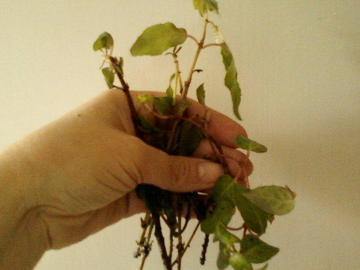 lastari fuchsia - primite