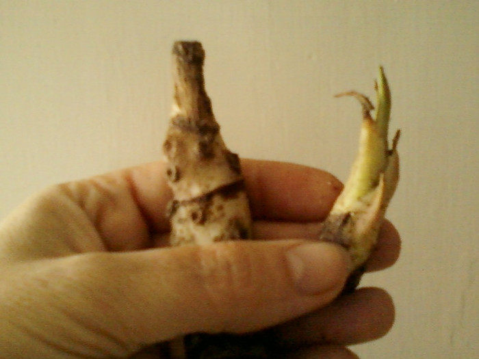 agava si bulb colocazia