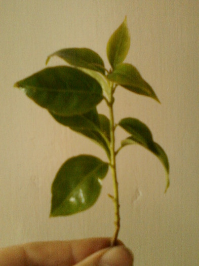 23 mai 2012-flori 012 - primite