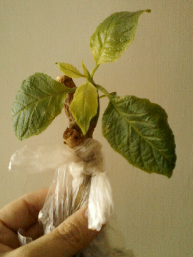 23 mai 2012-flori 013 - primite